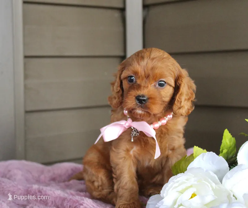 Ginger – Cavapoo puppy for sale in Liberty, KY
