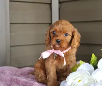 Ginger, a female Cavapoo for sale in Liberty, KY – 5 of 7