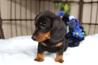 Ace, a male Miniature Dachshund for sale in Rochester, IN – 6 of 7