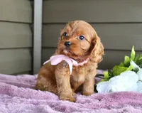Ginger, a female Cavapoo for sale in Liberty, KY – 2 of 7
