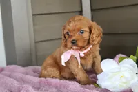 Ginger, a female Cavapoo for sale in Liberty, KY – 4 of 7