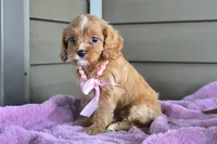 Maple , a female Cavapoo for sale in Liberty, KY – 6 of 6