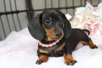 Sadie, a female Miniature Dachshund for sale in Rochester, IN – 3 of 7
