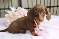 Tootsie, a female Miniature Dachshund for sale in Rochester, IN – 4 of 9