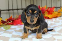 Aspen, a female Miniature Dachshund for sale in Rochester, IN – 8 of 8