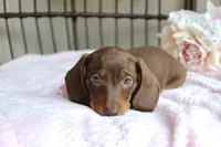 Hershey, a female Miniature Dachshund for sale in Rochester, IN – 4 of 10