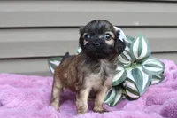 Betsy , a female Cavapoo for sale in Liberty, KY – 2 of 6
