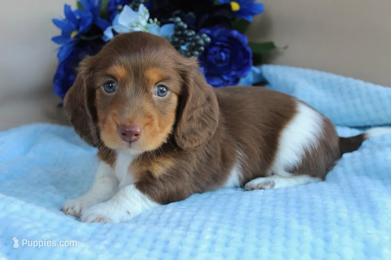 Casper  – Miniature Dachshund puppy for sale in Rochester, IN