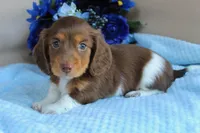 Casper , a male Miniature Dachshund for sale in Rochester, IN – 4 of 8