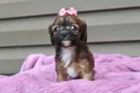 Velvet, a female Cavapoo for sale in Liberty, KY – 8 of 9