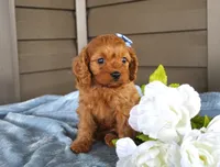 Pumpkin, a male Cavapoo for sale in Liberty, KY – 5 of 7