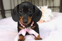 Sadie, a female Miniature Dachshund for sale in Rochester, IN – 4 of 7