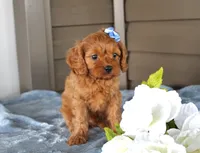 Pumpkin, a male Cavapoo for sale in Liberty, KY – 6 of 7