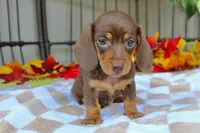 Maple, a female Miniature Dachshund for sale in Rochester, IN – 7 of 7