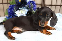 Ace, a male Miniature Dachshund for sale in Rochester, IN – 5 of 7