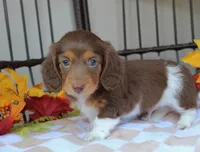 Casper , a male Miniature Dachshund for sale in Rochester, IN – 8 of 8