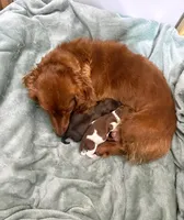 Betsy AKC registrable , a female Miniature Dachshund for sale in Rochester, IN – 3 of 3