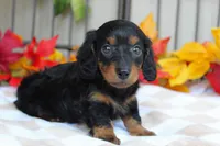 Autumn , a female Miniature Dachshund for sale in Rochester, IN – 2 of 6