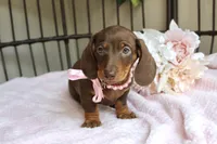 Hershey, a female Miniature Dachshund for sale in Rochester, IN – 3 of 10