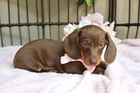 Hershey, a female Miniature Dachshund for sale in Rochester, IN – 5 of 10
