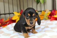 Aspen, a female Miniature Dachshund for sale in Rochester, IN – 7 of 8
