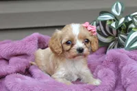 Beauty, a female Cavapoo for sale in Liberty, KY – 3 of 6