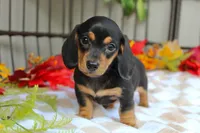 Aspen, a female Miniature Dachshund for sale in Rochester, IN – 4 of 8