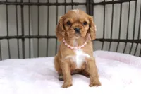 processed/5eeb9e21-a634-440b-896f-8ac4f61a2058/listing/d508ed7a-fcdb-464b-bb14-ebf82fc3b779/2795c4f7-c6bf-4037-b5a1-4757f685c2e0