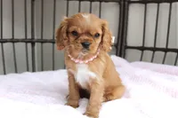 processed/5eeb9e21-a634-440b-896f-8ac4f61a2058/listing/d508ed7a-fcdb-464b-bb14-ebf82fc3b779/29b8b2b7-654a-422a-9d3e-83857dc8fd7a