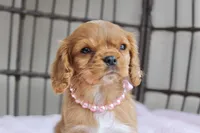 processed/5eeb9e21-a634-440b-896f-8ac4f61a2058/listing/d508ed7a-fcdb-464b-bb14-ebf82fc3b779/815e2310-b7fc-447a-86f2-187edb82a5db