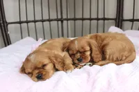 processed/5eeb9e21-a634-440b-896f-8ac4f61a2058/listing/d508ed7a-fcdb-464b-bb14-ebf82fc3b779/c0bb254e-09ba-42ae-a81b-67ea0ad9ee49