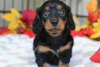 Autumn , a female Miniature Dachshund for sale in Rochester, IN – 6 of 6