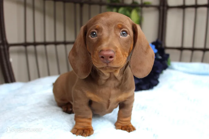 Chili – Miniature Dachshund puppy for sale in Rochester, IN
