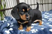 Badger, a male Miniature Dachshund for sale in Rochester, IN – Photo 5 of 5