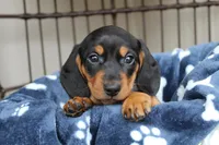 Badger, a male Miniature Dachshund for sale in Rochester, IN – Photo 2 of 5