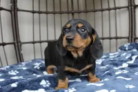 Badger, a male Miniature Dachshund for sale in Rochester, IN – Photo 3 of 5