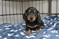Badger, a male Miniature Dachshund for sale in Rochester, IN – Photo 1 of 5