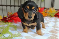 Aspen, a female Miniature Dachshund for sale in Rochester, IN – 2 of 8