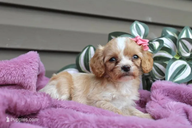 Beauty – Cavapoo puppy for sale in Liberty, KY