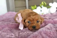 Ginger, a female Cavapoo for sale in Liberty, KY – 6 of 7