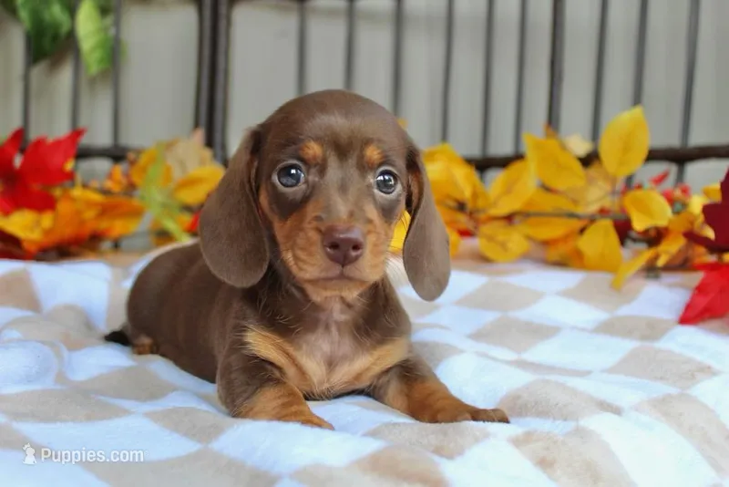 Maple – Miniature Dachshund puppy for sale in Rochester, IN