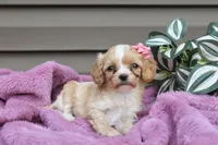Beauty, a female Cavapoo for sale in Liberty, KY – 5 of 6