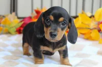 Pumpkin, a male Miniature Dachshund for sale in Rochester, IN – 4 of 7