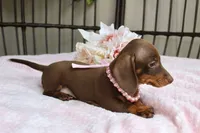 Tootsie, a female Miniature Dachshund for sale in Rochester, IN – 8 of 9