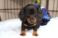 Ace, a male Miniature Dachshund for sale in Rochester, IN – 7 of 7