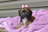 Velvet, a female Cavapoo for sale in Liberty, KY – 2 of 9