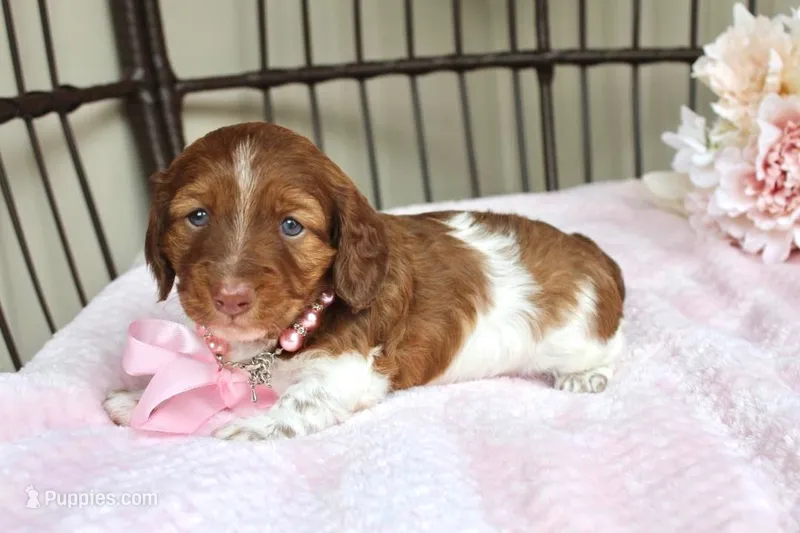 Betsy AKC registrable  – Miniature Dachshund puppy for sale in Rochester, IN