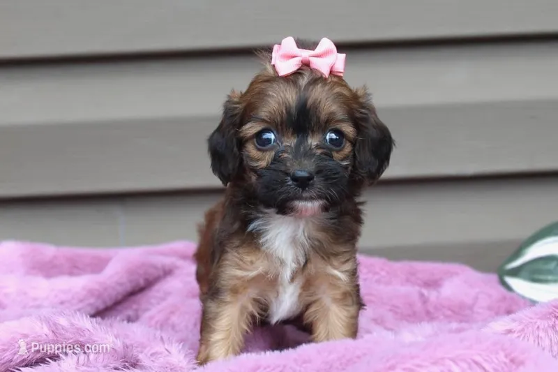 Velvet – Cavapoo puppy for sale in Liberty, KY