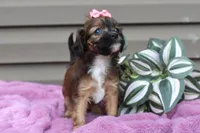 Velvet, a female Cavapoo for sale in Liberty, KY – 4 of 9