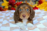 Casper , a male Miniature Dachshund for sale in Rochester, IN – 7 of 8